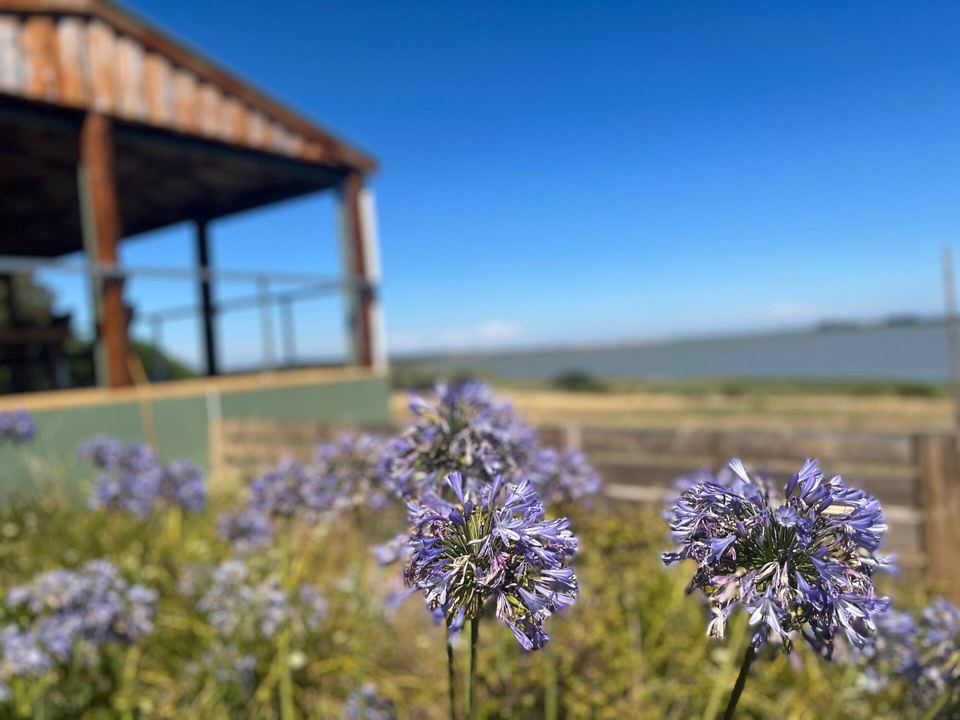Agapanthus in bloom beside the deck