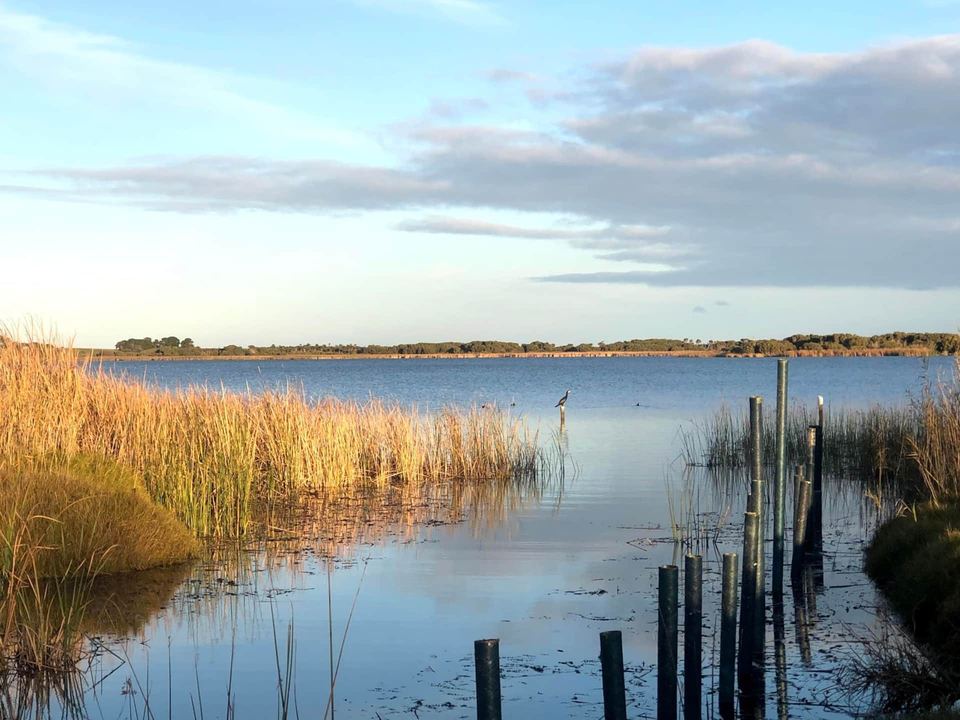 Reeds and still water at dusk